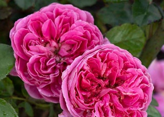 powerpuff pink rose floribunda star