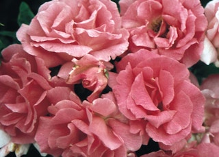 zephrine droughin rose climbing star