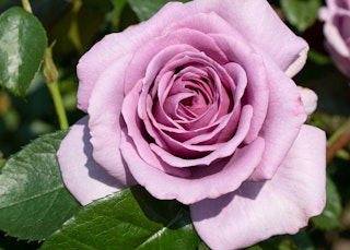 quicksilver rose climbing star