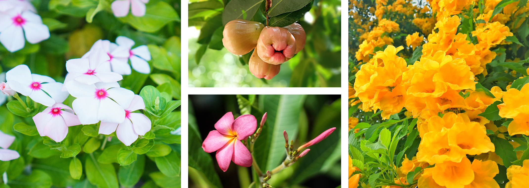 White and pink Vinca flowers, guava fruits growing on the vine, a pink plumeria plant, and Tecoma stans - yellow bells blooms growing outside.