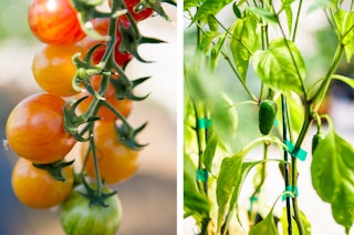 A closeup of cherry tomatoes growing on the vine, and a pepper plant with a couple peppers growing on it.