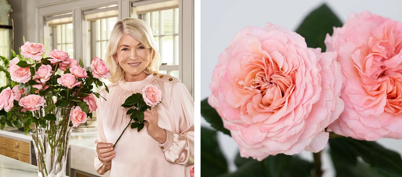 martha stewart hybrid tea pink rose