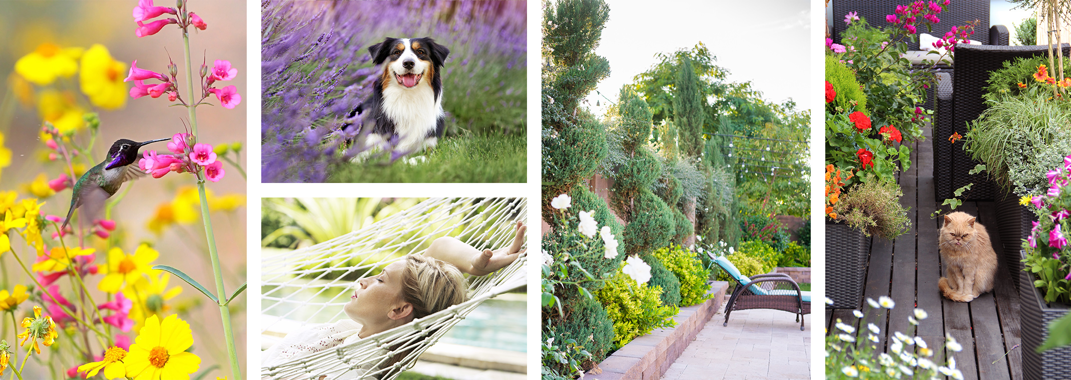 A collage of 5 images: a hummingbird with pink and yellow flowers, a dog relaxing on a lawn near lavender plants, a woman relaxing on a hammock near a pool and tropical plants, a patio with a lounger and a variety of shrubs and trees, and a cat on a balcony with a variety of flowers in containers and seating in the background.