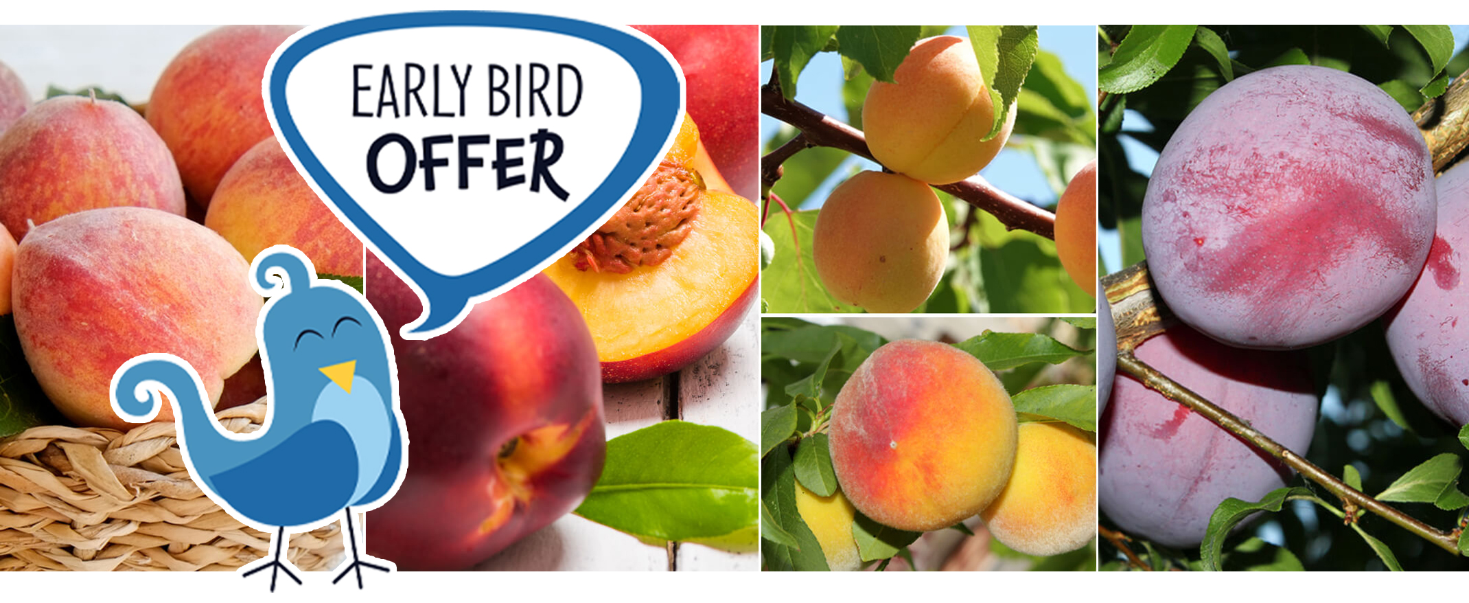 5 different images of fruits that make up the fruit salad fruit tree: peaches, nectarines, apricots and plums