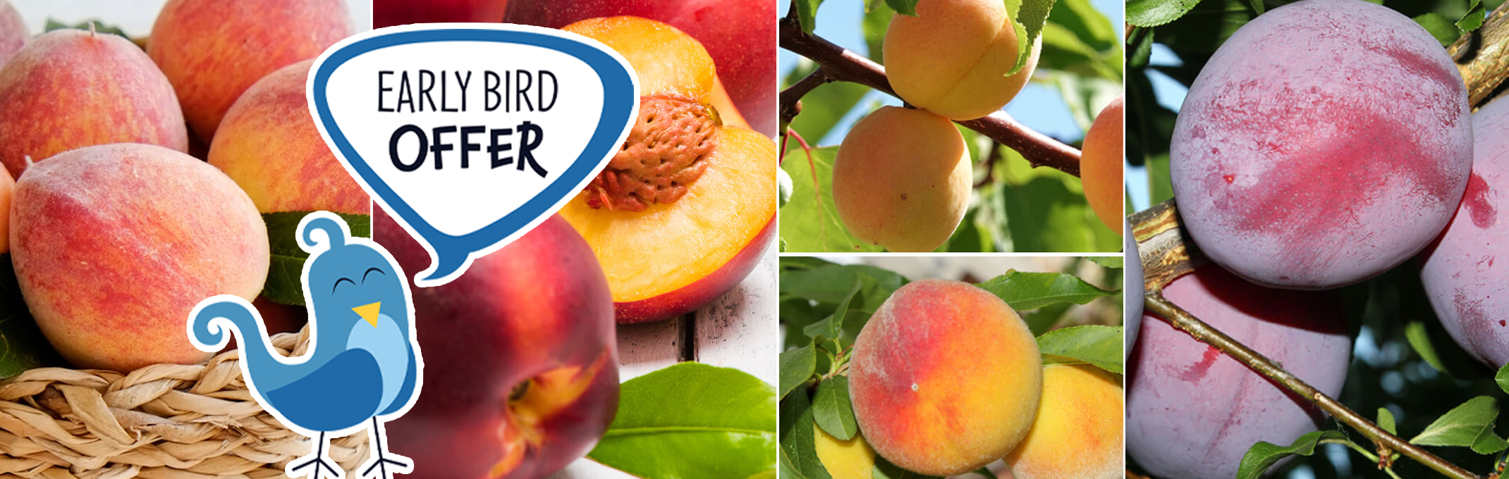 5 different images of fruits that make up the fruit salad fruit tree: peaches, nectarines, apricots and plums
