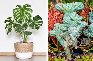 A closeup of a Monstera Thai Constellation plant, and an unusually shaped cactus plant surrounded by a variety of succulents.