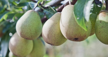 d'anjou pear tree ultra dwarf fruit