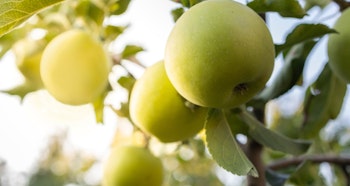 golden delicious apple tree ultra dwarf fruit