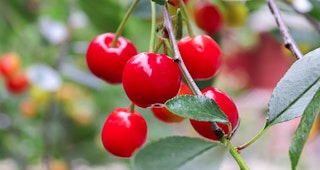 montmorency cherry tree ultra dwarf fruit