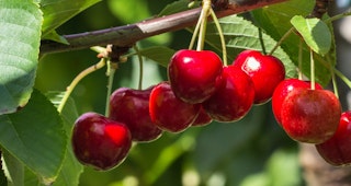 stella cherry tree ultra dwarf fruit