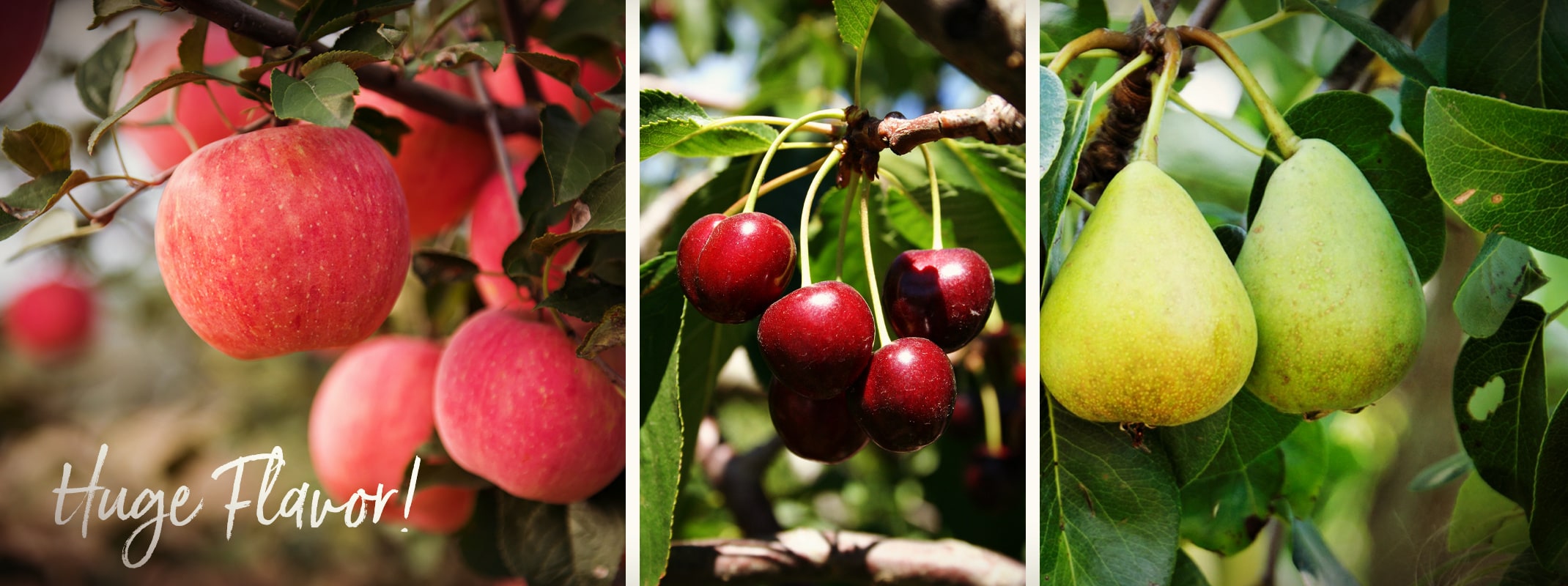ultra dwarf fruit trees fuji apple, bing cherry and d'anjou pear trees ultra dwarf fruit trees fuji apple, bing cherry and d'anjou pear trees with huge flavor