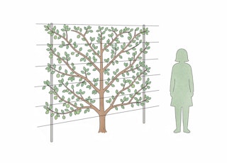 espalier fruit tree next to simple illustrator image of woman standing