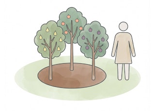 simple illustrator image of human standing  next to different fruit trees planted in one hole