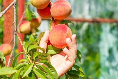 person picking or about to pick freshly ripened peach from tree
