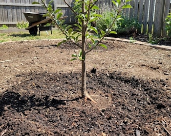 freshly planted fruit tree in backyard with roots of tree barely visible