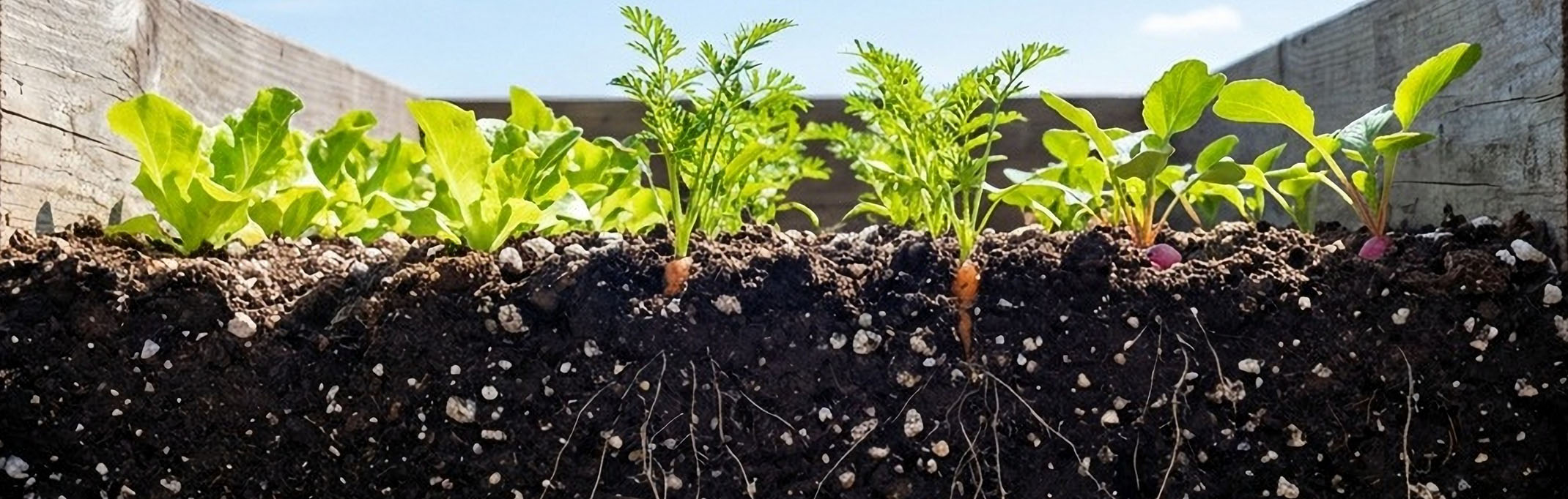 raised garden bed showing soil, plants and roots
