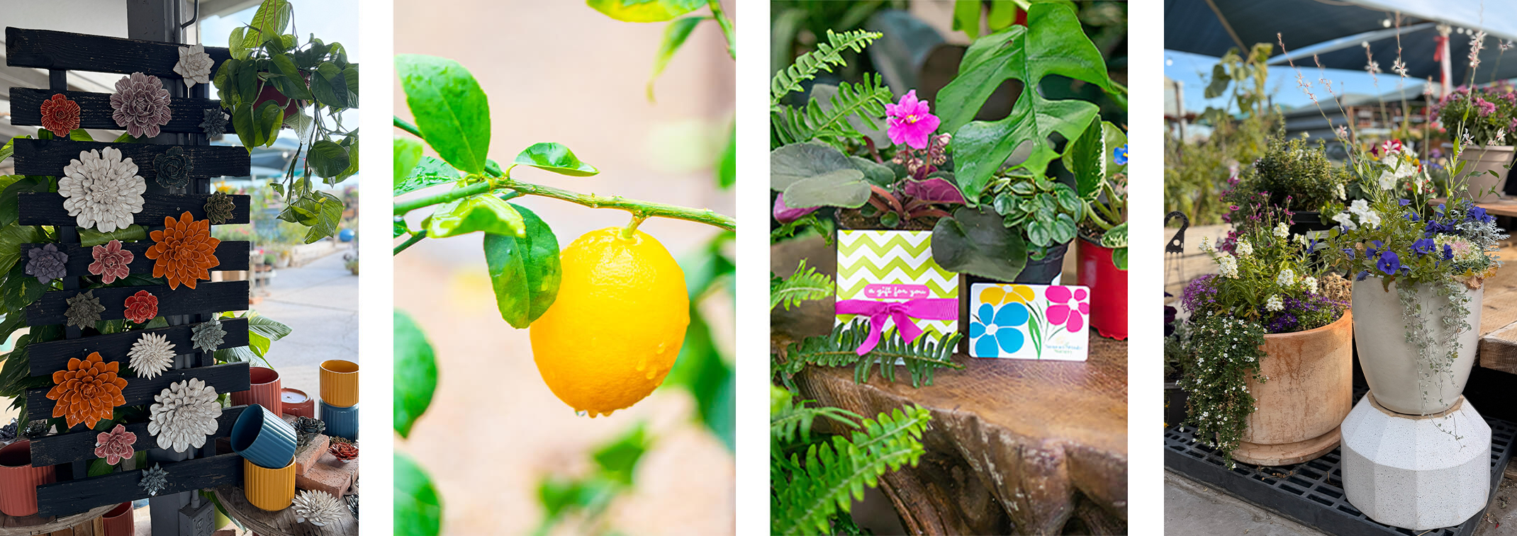 4 images - plants for valentine's day, a heart-shaped pot; a lemon tree; gift cards near houseplants; and white, peach and black indoor pottery near a stone sculpture