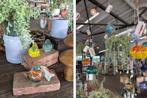 2 images of a variety of houseplants, with glass birds, balls and urchin shapes and airplants, white pots, and wooden mushroom sculptures.