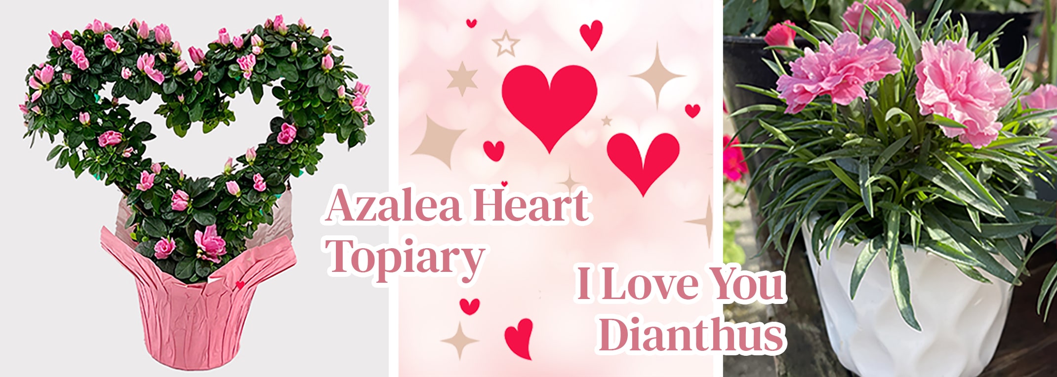 valentines day plants azalea heart topiary and i love you dianthus