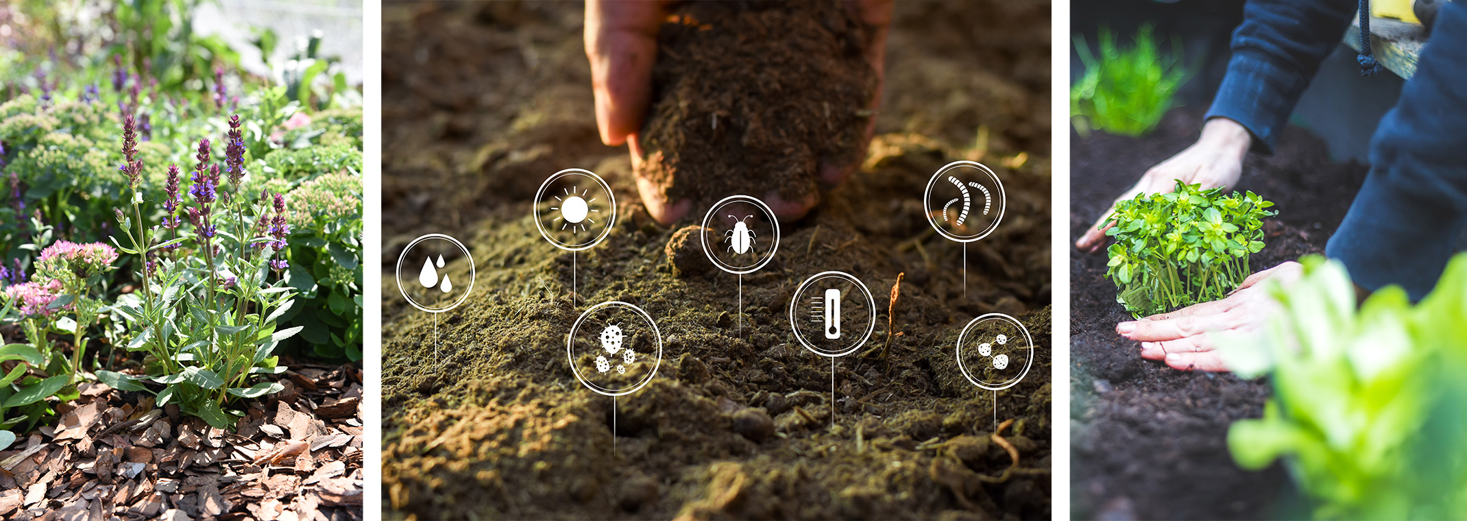 Three images: plants surrounded by mulch in a garden, a hand lifting up soil with soil health graphics throughout the soil, and a person planting in a raised bed garden.