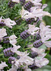 A close up of a Lavinnova Blush plant from Monrovia. Sold exclusively at SummerWinds Nursery.