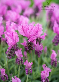 A close up of a Lavinnova The Princess plant from Monrovia. Sold exclusively at SummerWinds Nursery.