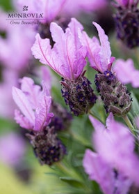 Close up of Lavinnova The Queen plant from Monrovia. Sold exclusivley at SummerWinds Nursery.