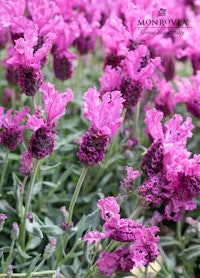 A close up of a  Lavinnova Hot Pink plant from Monrovia. Sold exclusively at SummerWinds Nursery.