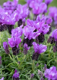 A close up of a Lavinnova Intense Purple plant from Monrovia. Sold exclusively at SummerWinds Nursery.