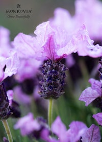 A close up of a  Lavinnova Lilac Sensation plant from Monrovia. Sold exclusively at SummerWinds Nursery.