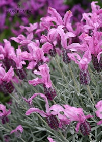 A close up of a  Lavinnova Silver Princess plant from Monrovia. Sold exclusively at SummerWinds Nursery.