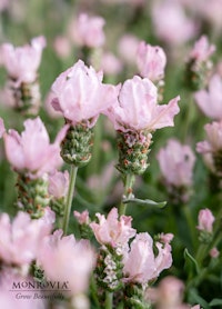 A close up of a Lavinnova The Baby Pink Princes plant from Monrovia. Sold exclusively at SummerWinds Nursery.