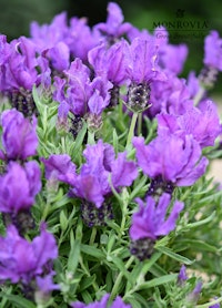 A close up of a Lavinnova The Prince plant from Monrovia. Sold exclusively at SummerWinds Nursery.
