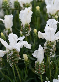 A close up of a Lavinnova The Snow Princess plant from Monrovia. Sold exclusively at SummerWinds Nursery.