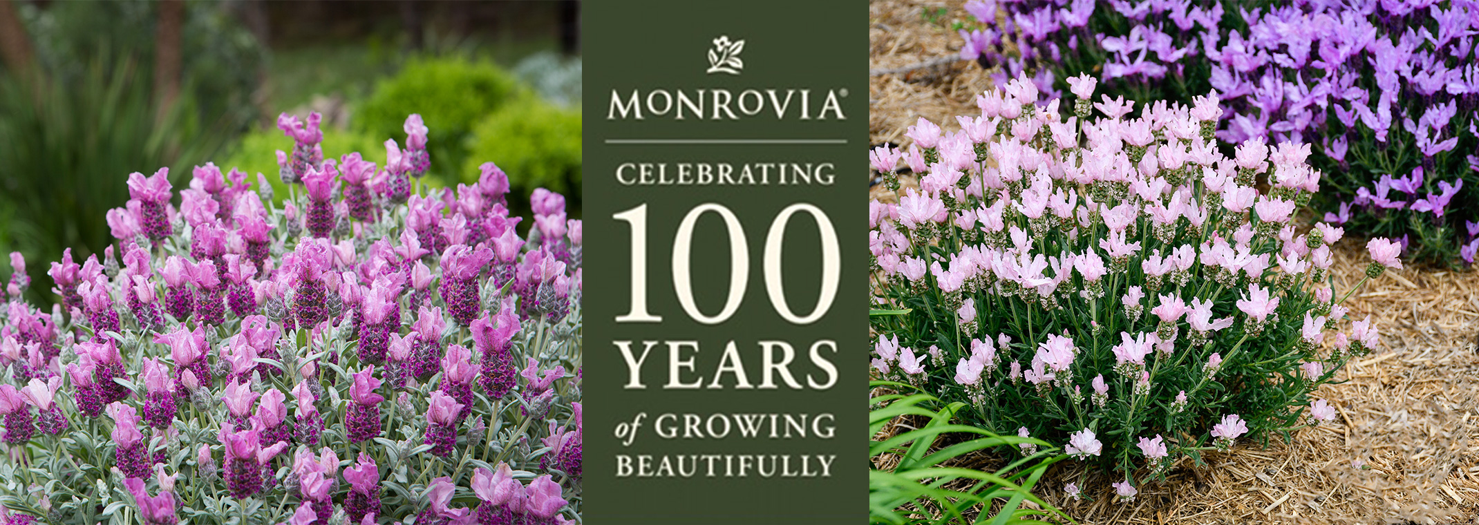 Two images with Lavinnova lavender plants from Monrovia, divided by Monrovia's Celebrating 100 years of growing beautifully logo in the center.