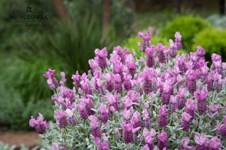 A Lavinnova Frost Pink plant from Monrovia in a garden landscape. Sold exclusively at SummerWinds Nursery.