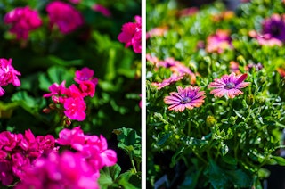 2 pictures: a close up of fuscia geraniums, and a closeup of pink, purple and orange osteospermum.