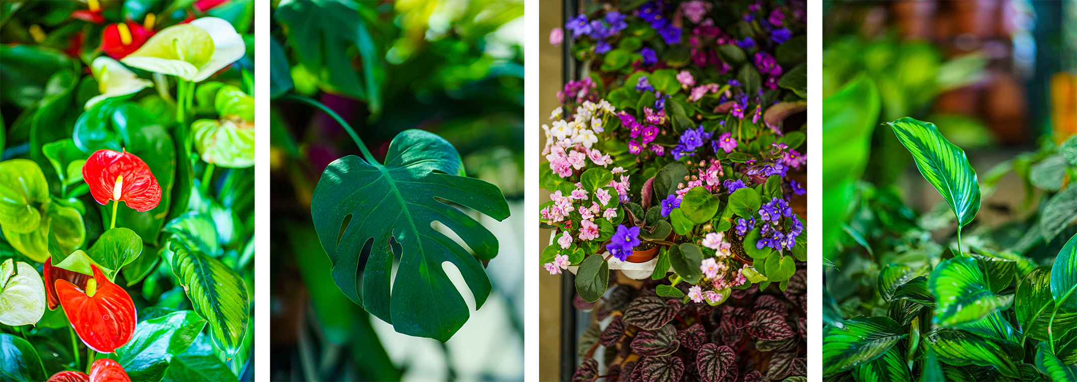 4 images of closeups of healthy houseplants: red and white anthuriums, monstera, African violets and peperomia, and  Geoppertia 'Beauty Star'.