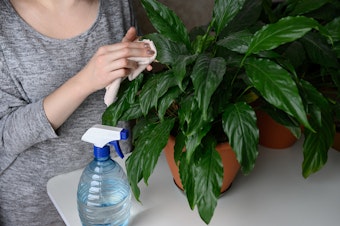 A woman dusting a houseplant with a spray water bottle in the foreground.