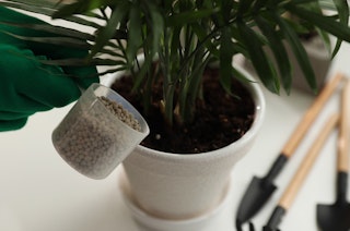 A close up of a houseplant being fertilized.