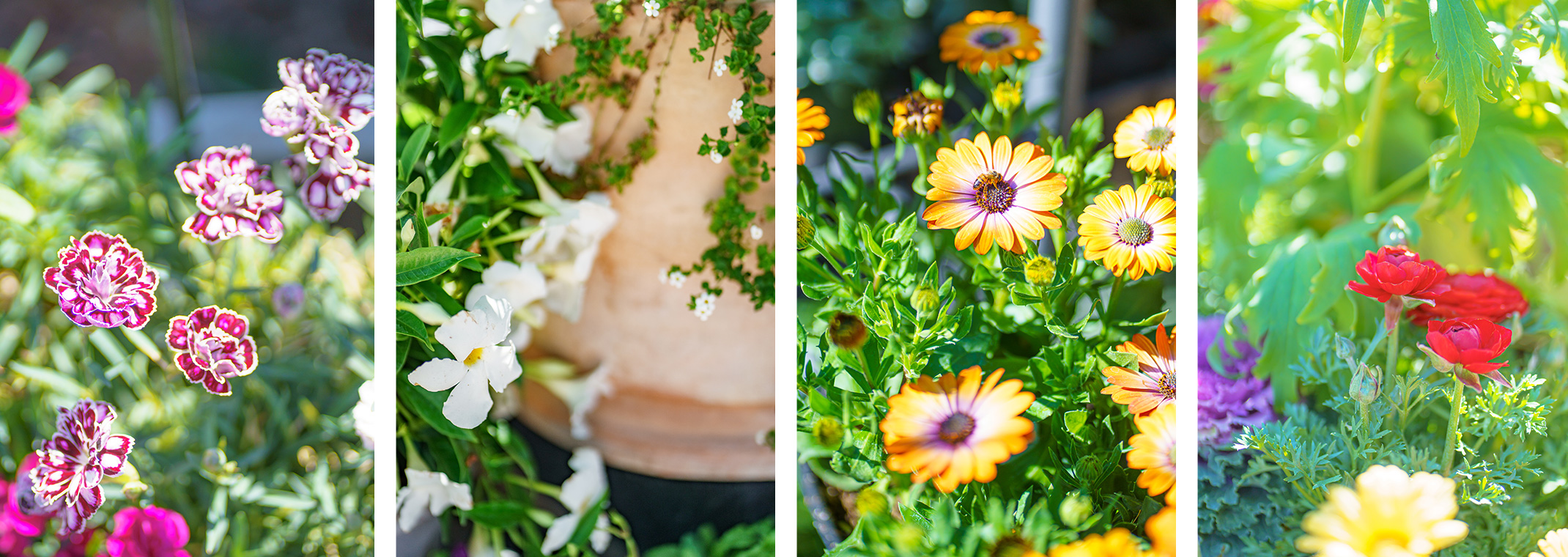 Four closeup images of fall/winter flowers: pink and white dianthus, jasmine blooms, osteospermum, and a variety of fall flowers and plants.