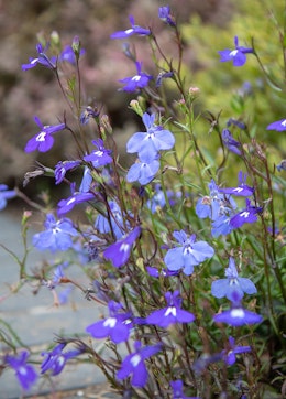 A closeup of lobelia blooms growing in a garden.