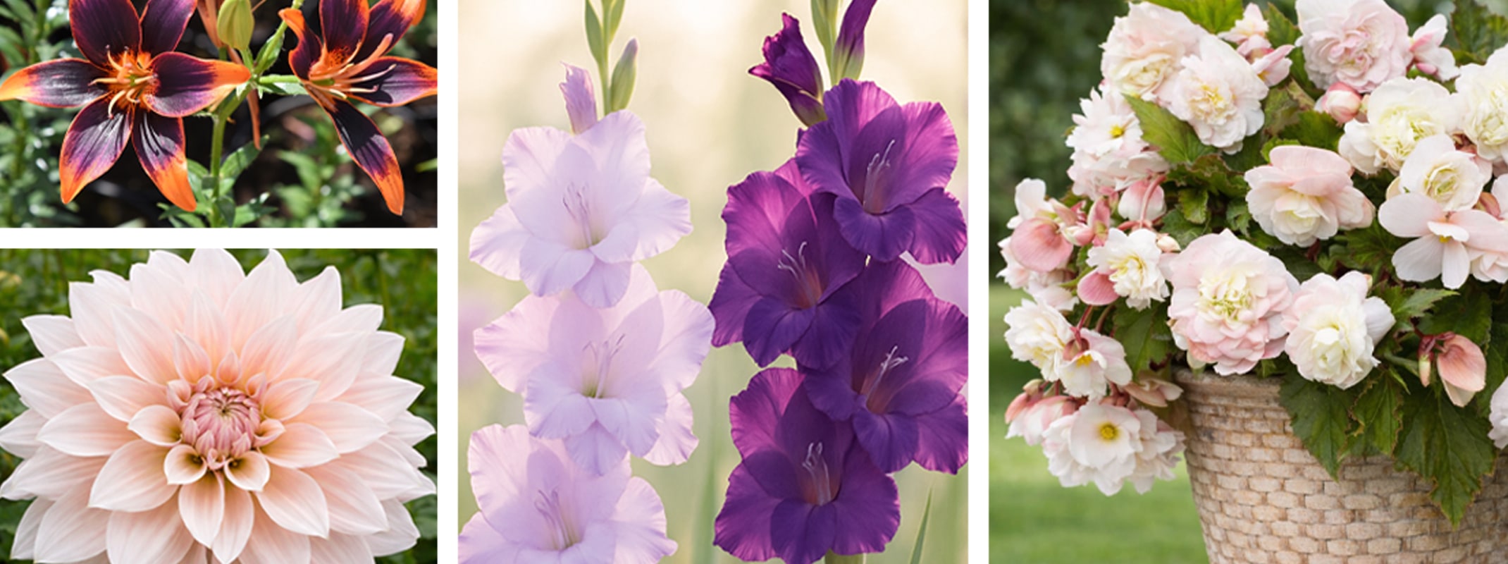 summer flowering bulbs begonias, dahlias, lilies and gladiolus summer flowering bulbs begonias, dahlias, lilies and gladiolus