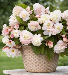 begonia angelique in basket outdoors begonia angelique in basket outdoors