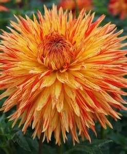 cheyenne chieftain dahlia cheyenne chieftain dahlia