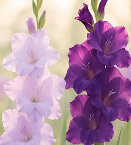 blue moon mixture gladiolus blue moon mixture gladiolus