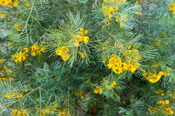 A closeup of a Feathery Cassia bush and it's yellow blooms.