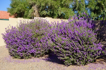 Two Texas Sage bushes growing near a wall and home in the Southwest.