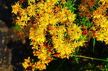 A closeup of yellow Turpentine Bush flowers.