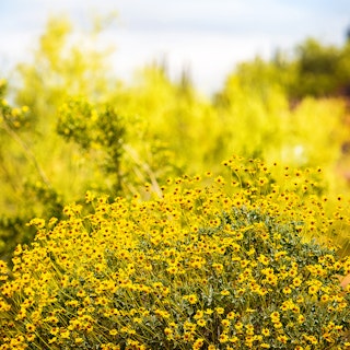 Brittlebush growing in a desert landscape.